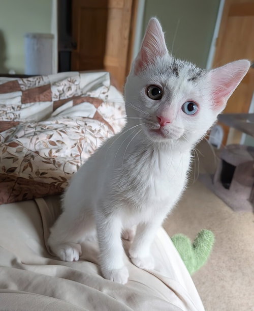 Parsley #2, Baby Domestic Short Hair (short coat), cat for adoption in Westfield, Wisconsin