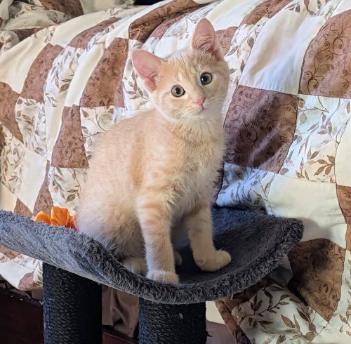 Queso