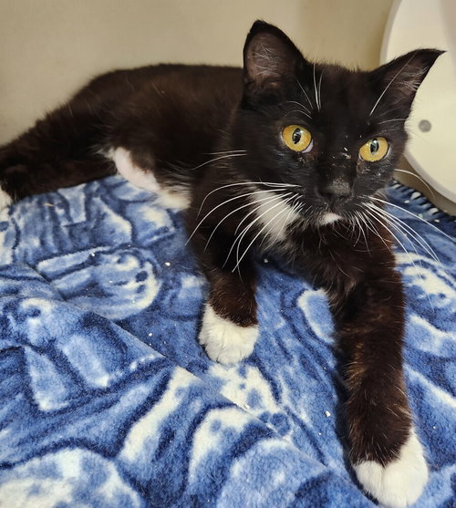 Kiwi, an adoptable Domestic Short Hair in Westfield, WI