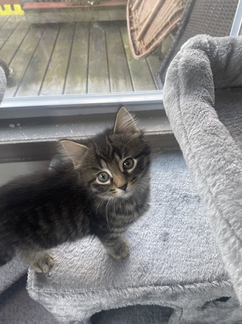 Badger #2, an adoptable Domestic Long Hair in Westfield, WI
