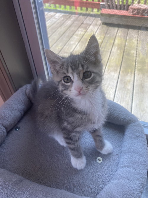 Brewer, an adoptable Domestic Short Hair in Westfield, WI