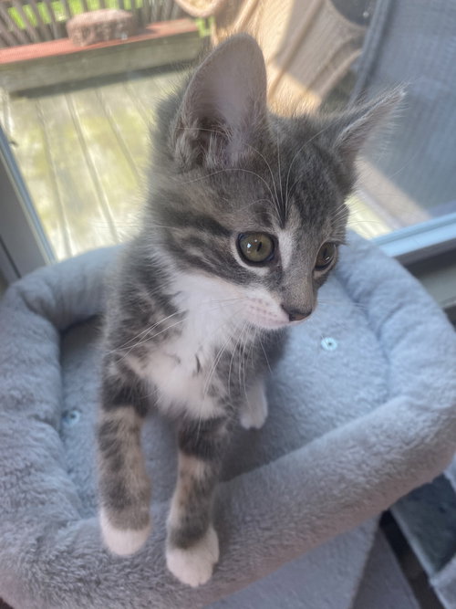 Buck, an adoptable Domestic Short Hair in Westfield, WI