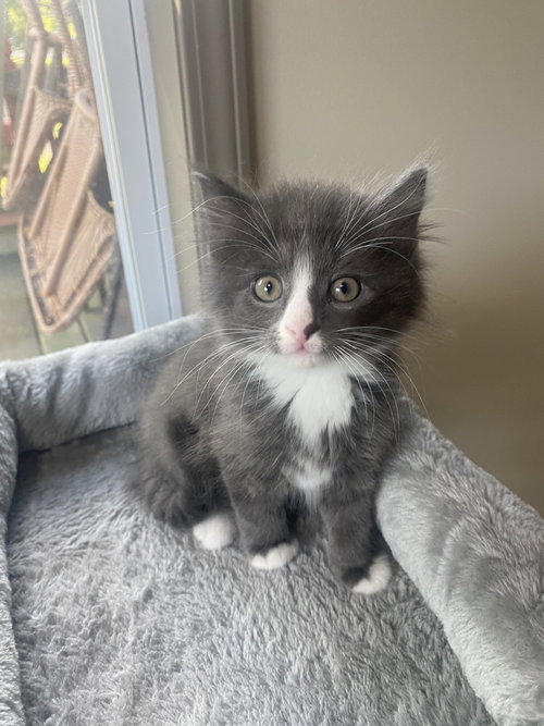 Packer, an adoptable Domestic Long Hair in Westfield, WI
