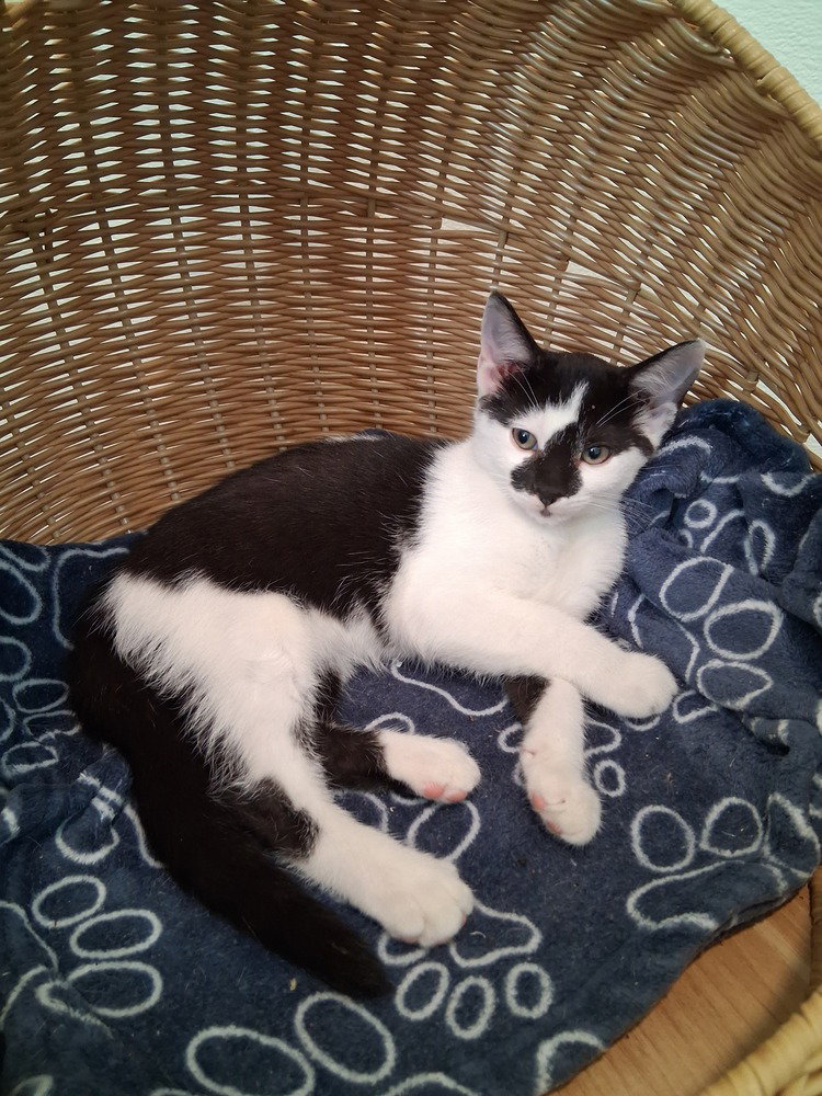 Snoopy #2, Domestic Short Hair