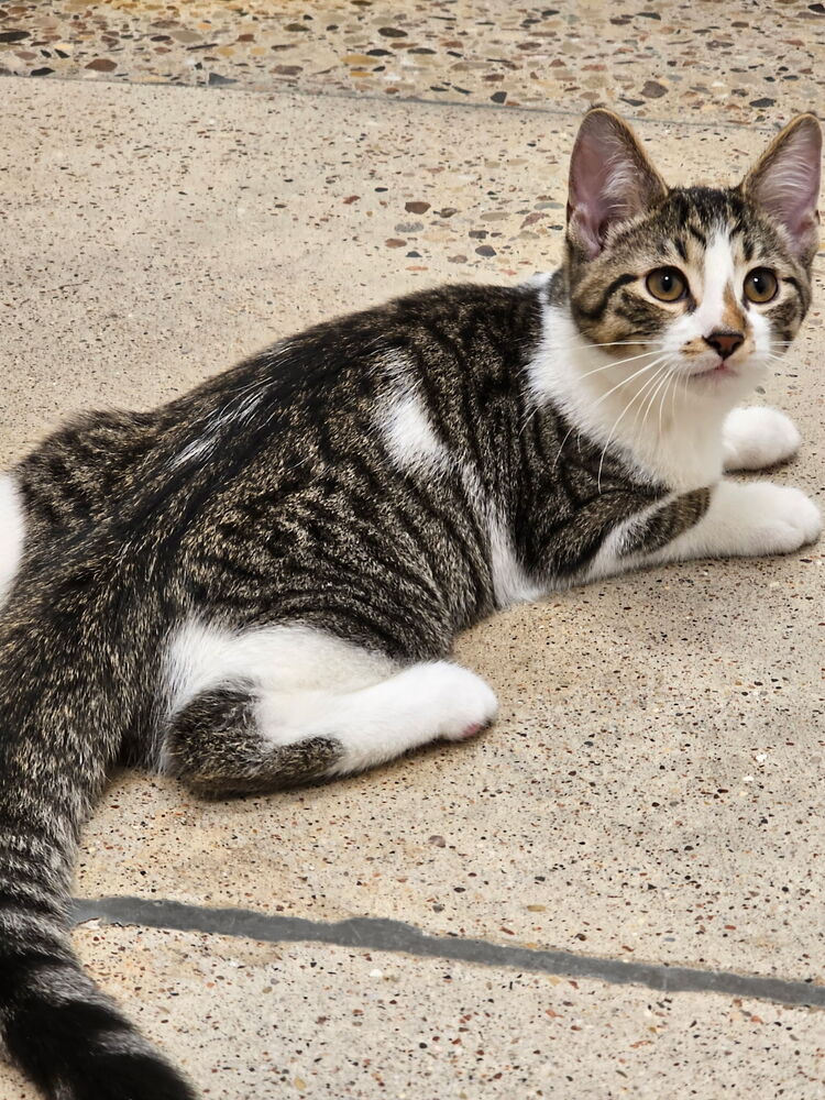 Charlie Brown, Domestic Short Hair