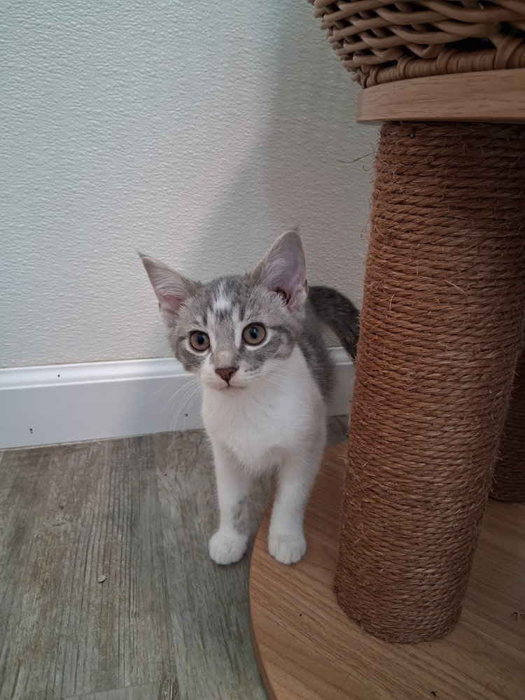 Lucy #6, Domestic Short Hair