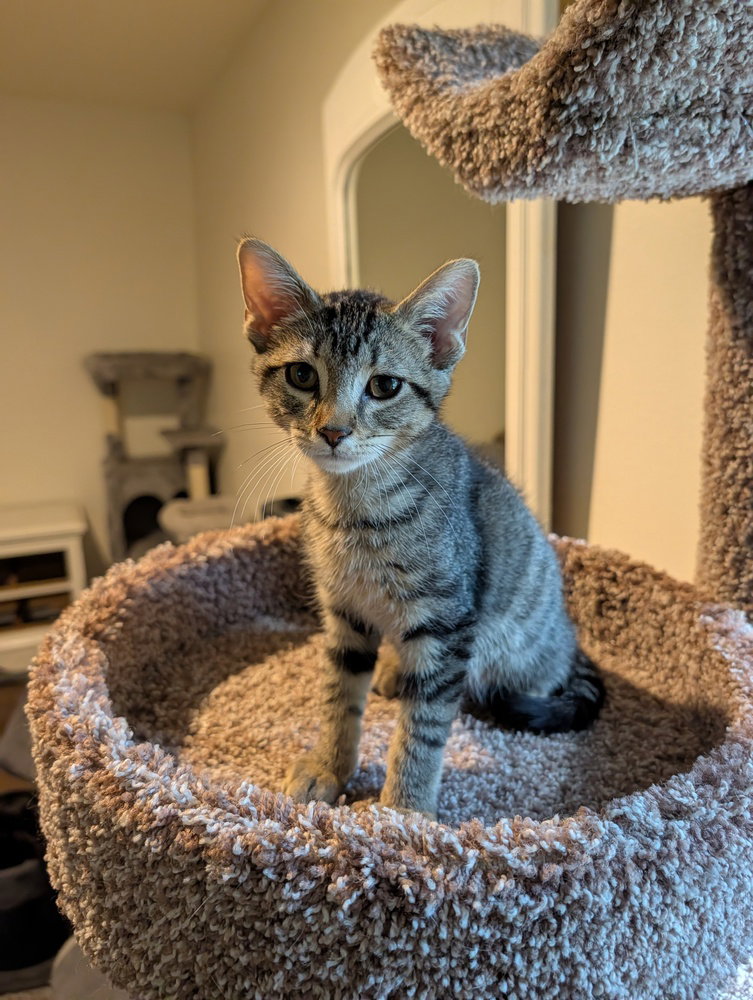 Sheldon #2, Domestic Short Hair