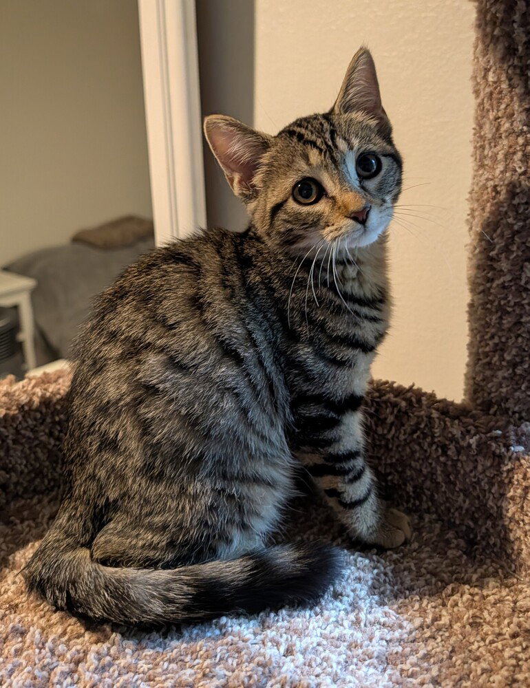 Bernadette, Domestic Short Hair
