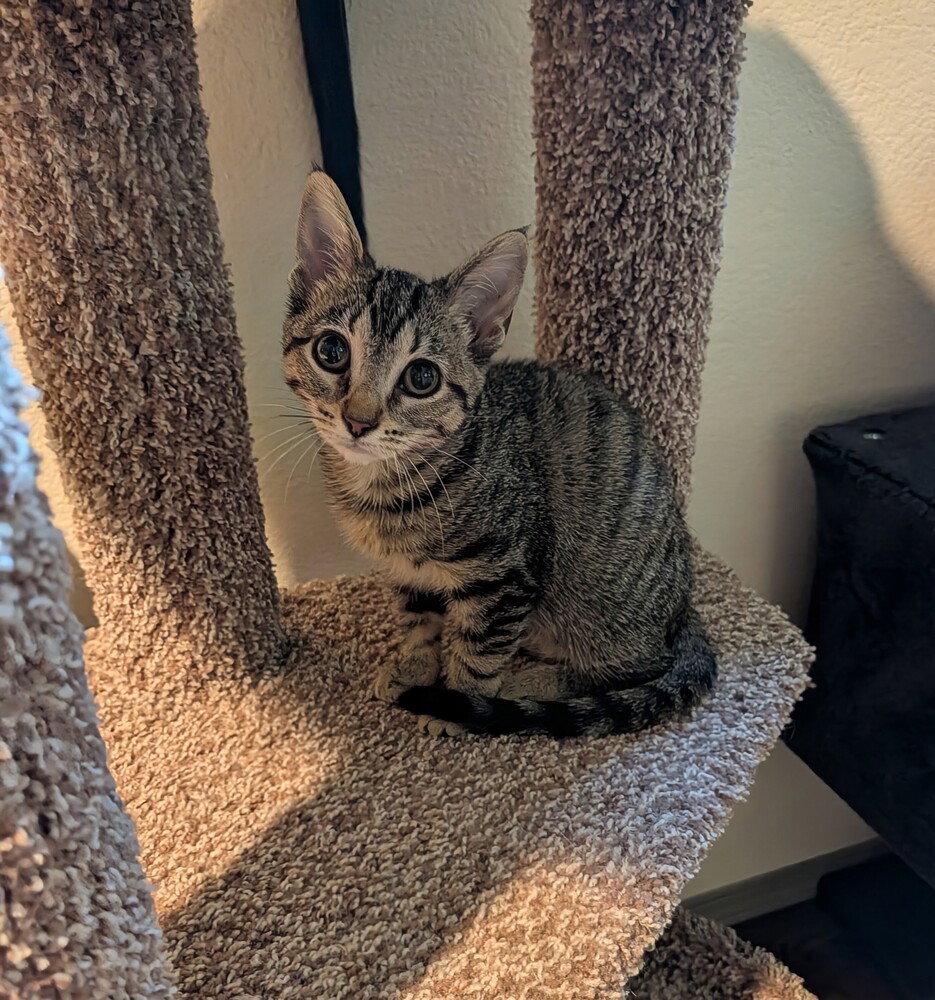 Penny #9, Domestic Short Hair