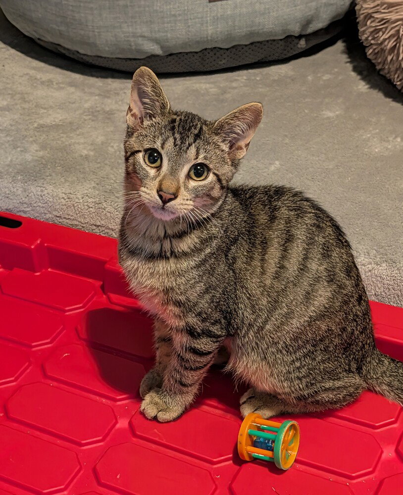 Stuart, Domestic Short Hair