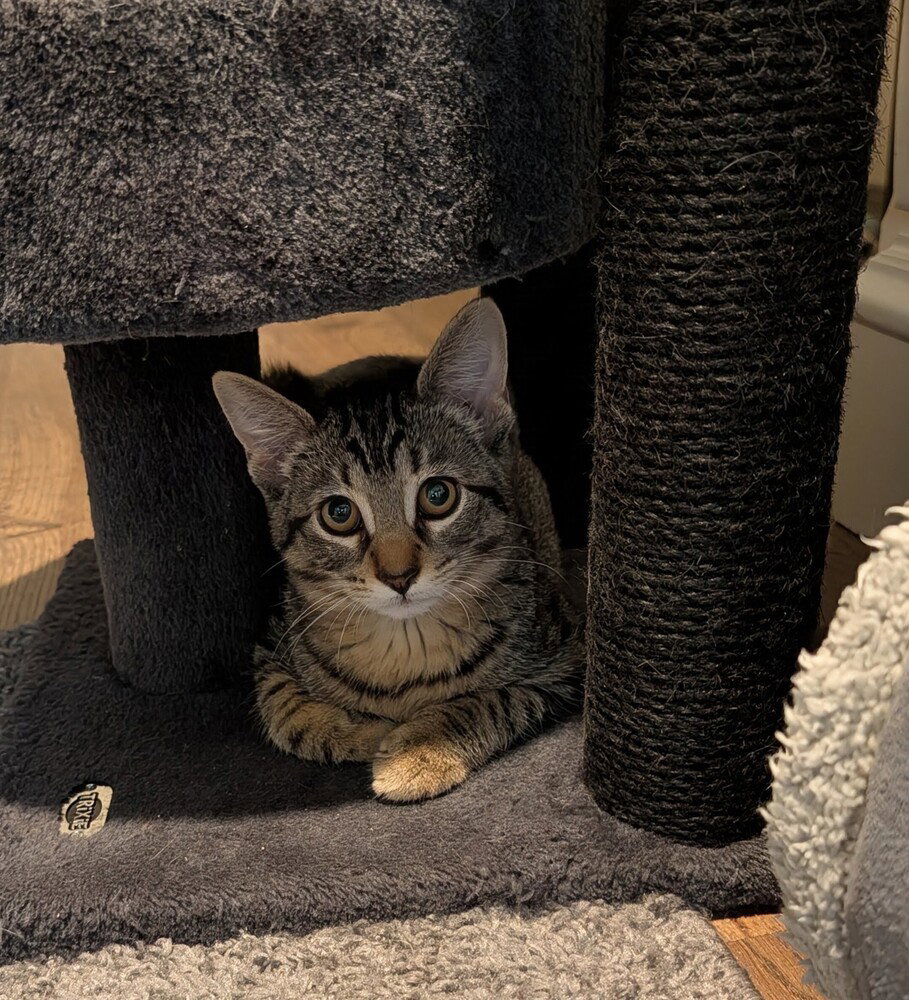 Leonard, Domestic Short Hair