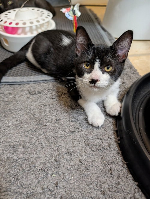 Domino, photo 2