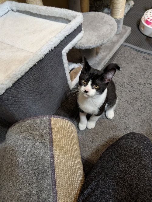 Domino, photo 3
