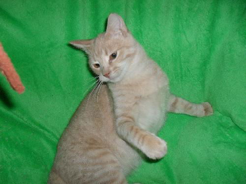 Butterscotch