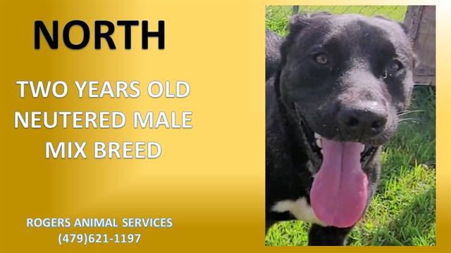 adoptable Dog in Rogers, AR named NORTH