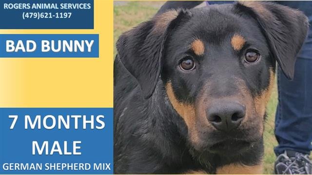 adoptable Dog in Rogers, AR named BAD BUNNY