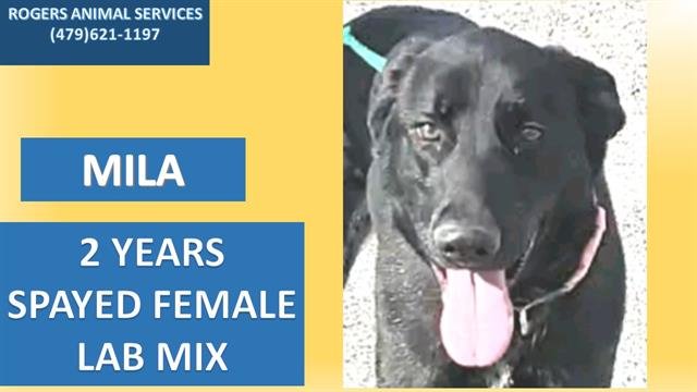 adoptable Dog in Rogers, AR named MILA