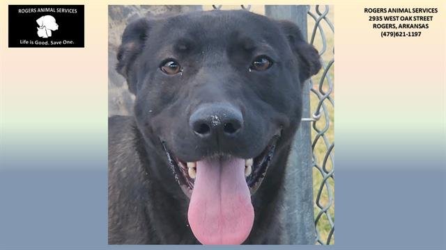 adoptable Dog in Rogers, AR named PIPPERINA