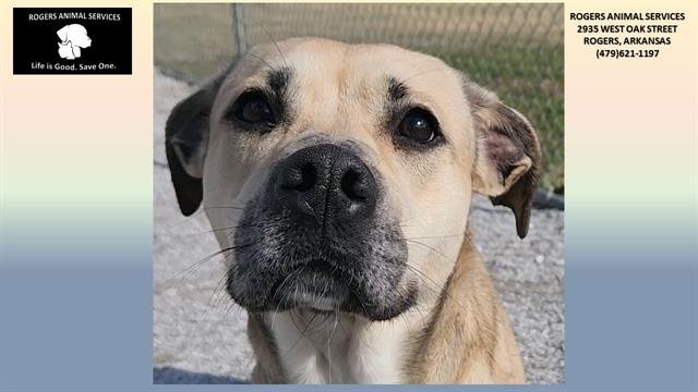 adoptable Dog in Rogers, AR named SWEET PEA