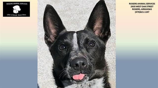 adoptable Dog in Rogers, AR named LEELA