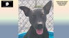 adoptable Dog in , AR named LANCE