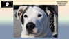 adoptable Dog in Rogers, AR named KLARK