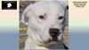 adoptable Dog in Rogers, AR named JOHNNY