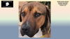 adoptable Dog in Rogers, AR named KEVIN