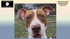 adoptable Dog in Rogers, AR named PATSY
