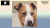 adoptable Dog in rogers, AR named CHASE