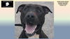 adoptable Dog in Rogers, AR named LUKE