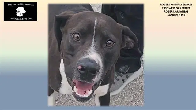 Brodie - Pit Bull Terrier