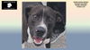 adoptable Dog in rogers, AR named BRODIE