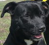 adoptable Dog in rogers, AR named CHICKY NUGGETS