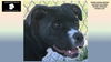 adoptable Dog in  named DAISY