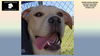 adoptable Dog in rogers, AR named FAE