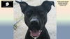 adoptable Dog in rogers, AR named BEAUTY