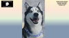 adoptable Dog in  named BARKLEY