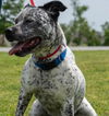 adoptable Dog in rogers, AR named BEEFY