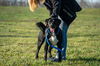 adoptable Dog in rogers, AR named BILLY