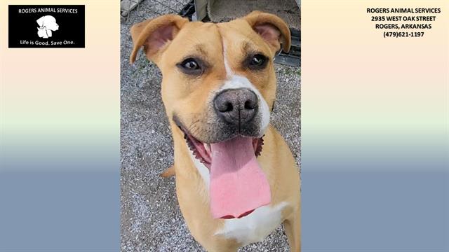 adoptable Dog in Rogers, AR named BLOSSOM