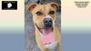 adoptable Dog in rogers, AR named BLOSSOM