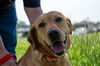 adoptable Dog in  named CINNAMON