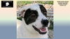 adoptable Dog in  named RASCAL