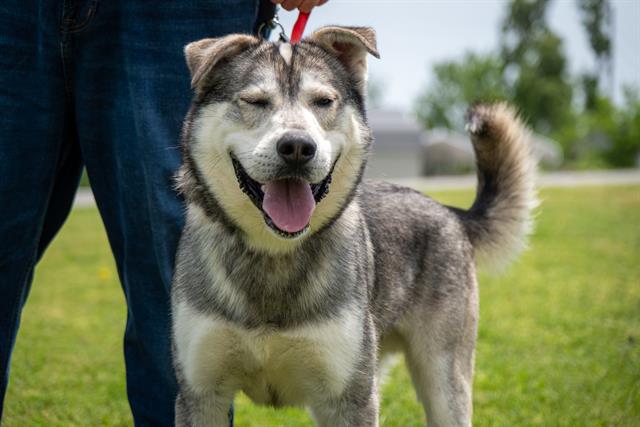 adoptable Dog in Rogers, AR named HUSK THE M.D.