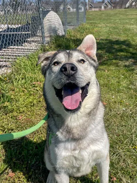 Husk The Md - Husky
