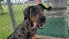 adoptable Dog in  named GOOFY