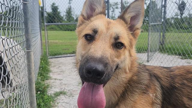 adoptable Dog in Rogers, AR named ALEX