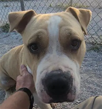Lil' Reggie - American Staffordshire Terrier