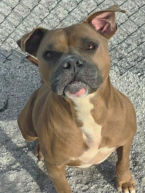 DUKE, an adoptable American Pit Bull Terrier in Rogers, AR